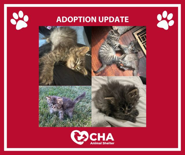 Cats for Adoption Near Ohio, OH